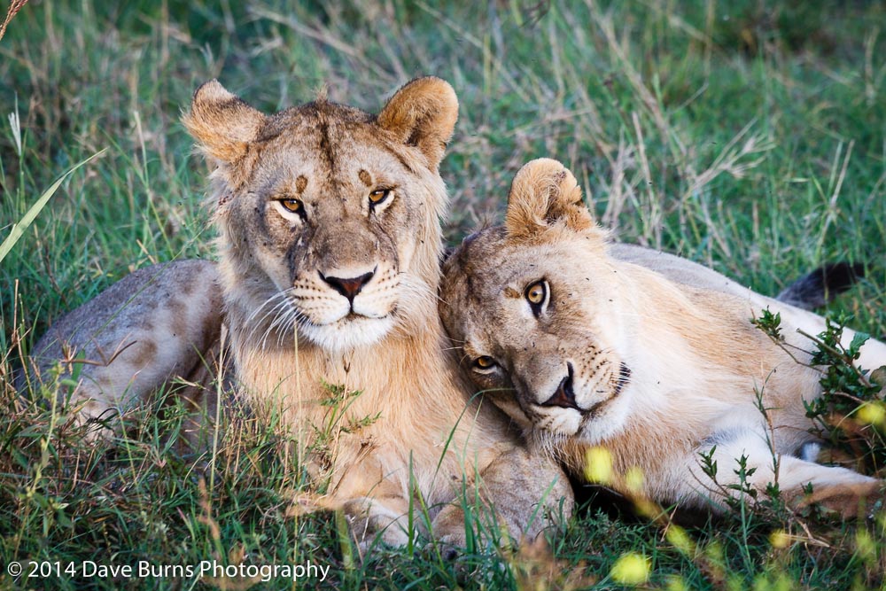 Photo of the Day – Leaning Lions in Lobo – Dave Burns Photo Tours & Safaris