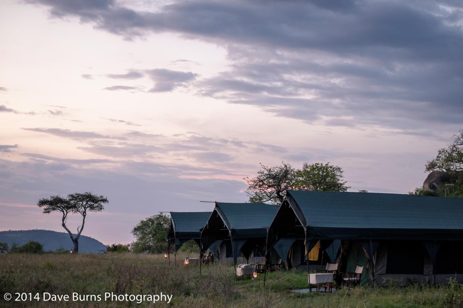 Fall 2014 African Photo Safari – Notes from the Serengeti – Dave Burns ...